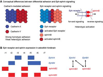 Interplay of Eph-Ephrin Signalling and Cadherin Function in Cell Segregation and Boundary Formation